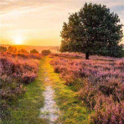 皇冠体官方网站app截图